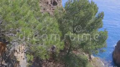 西班牙科斯塔布拉瓦的地中海松<strong>树图片</strong>